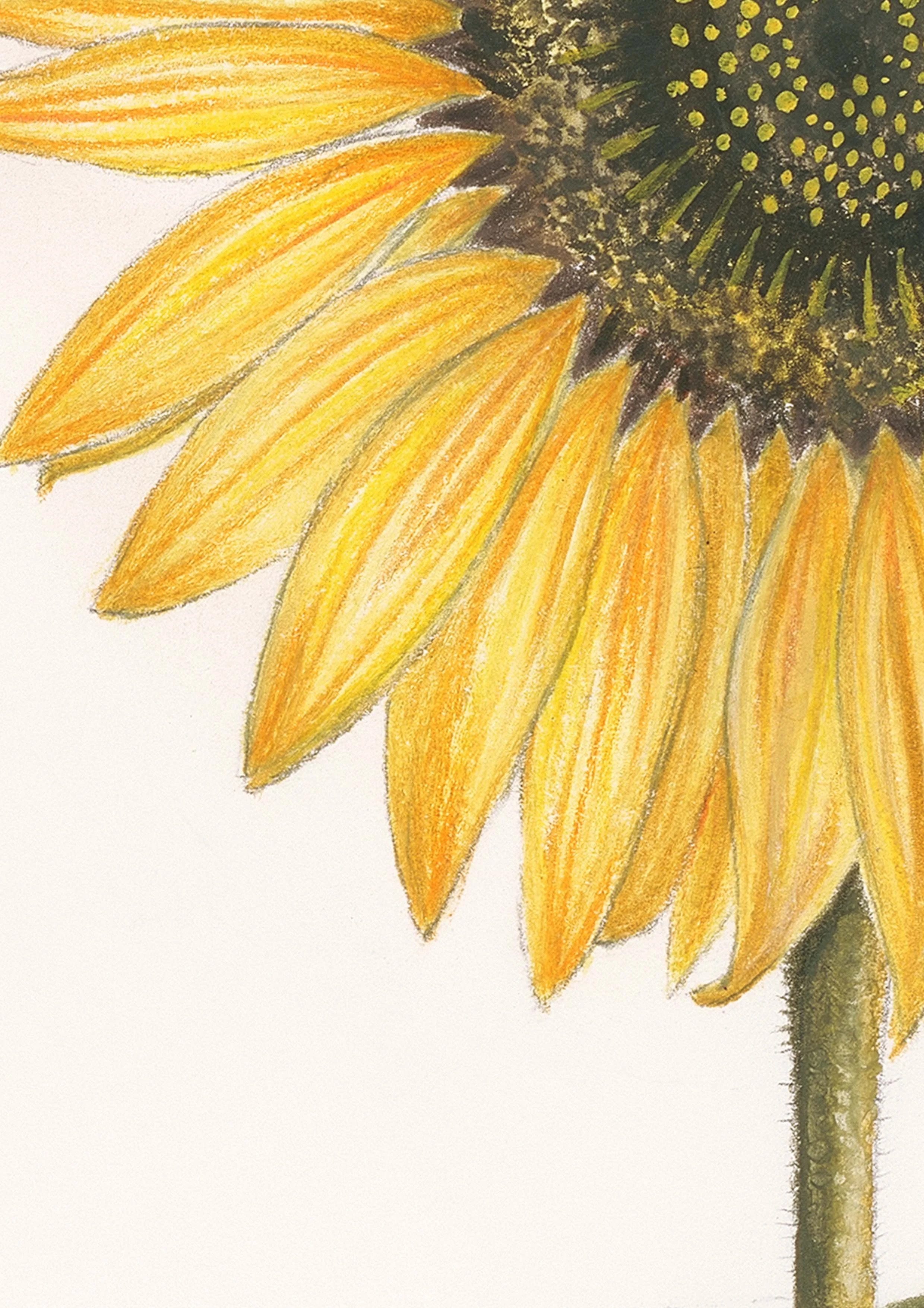 Belinda Nadile Art - Sunflower Detail (2).jpg