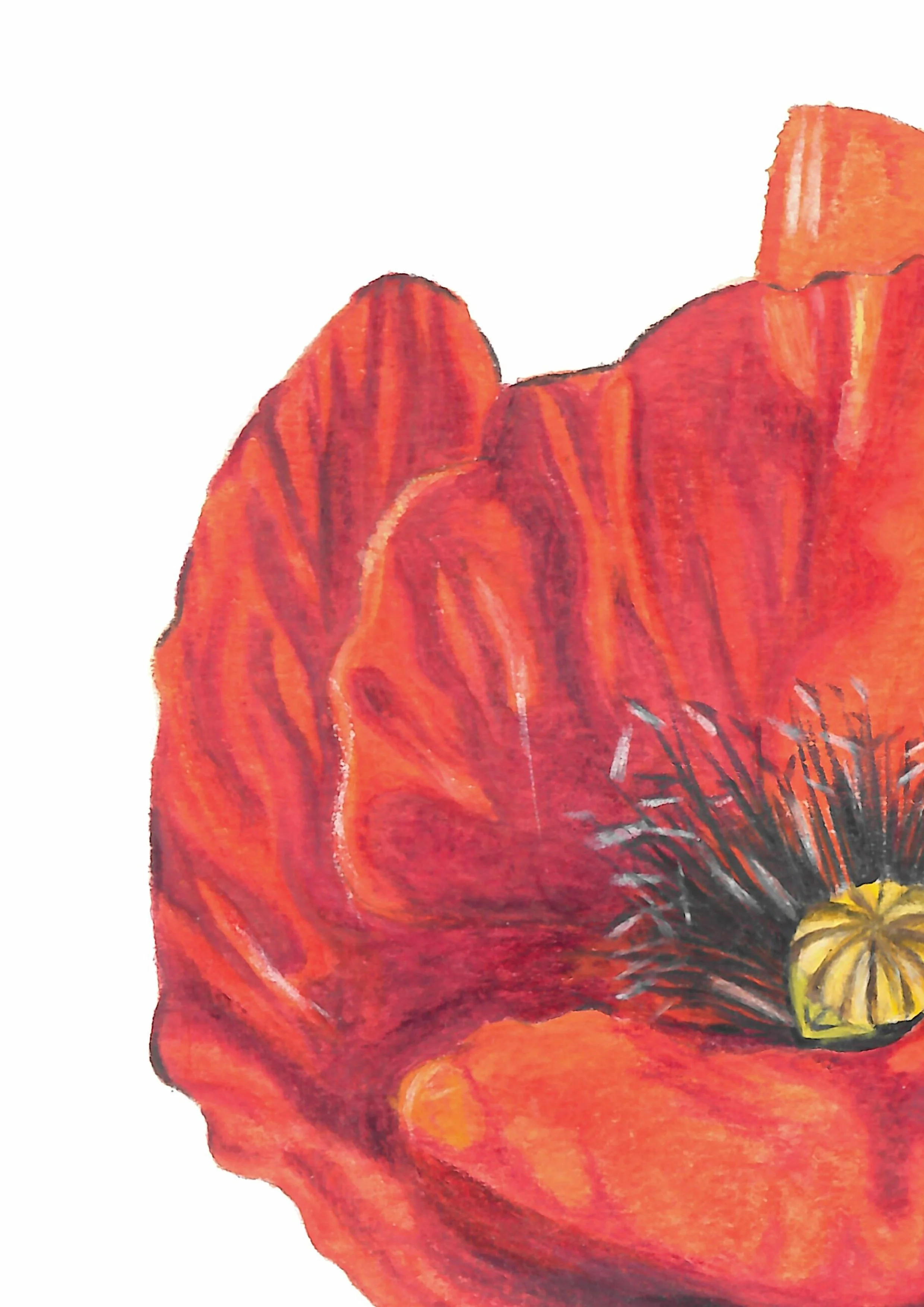 Belinda Nadile Art - Red Poppy Detail.jpg