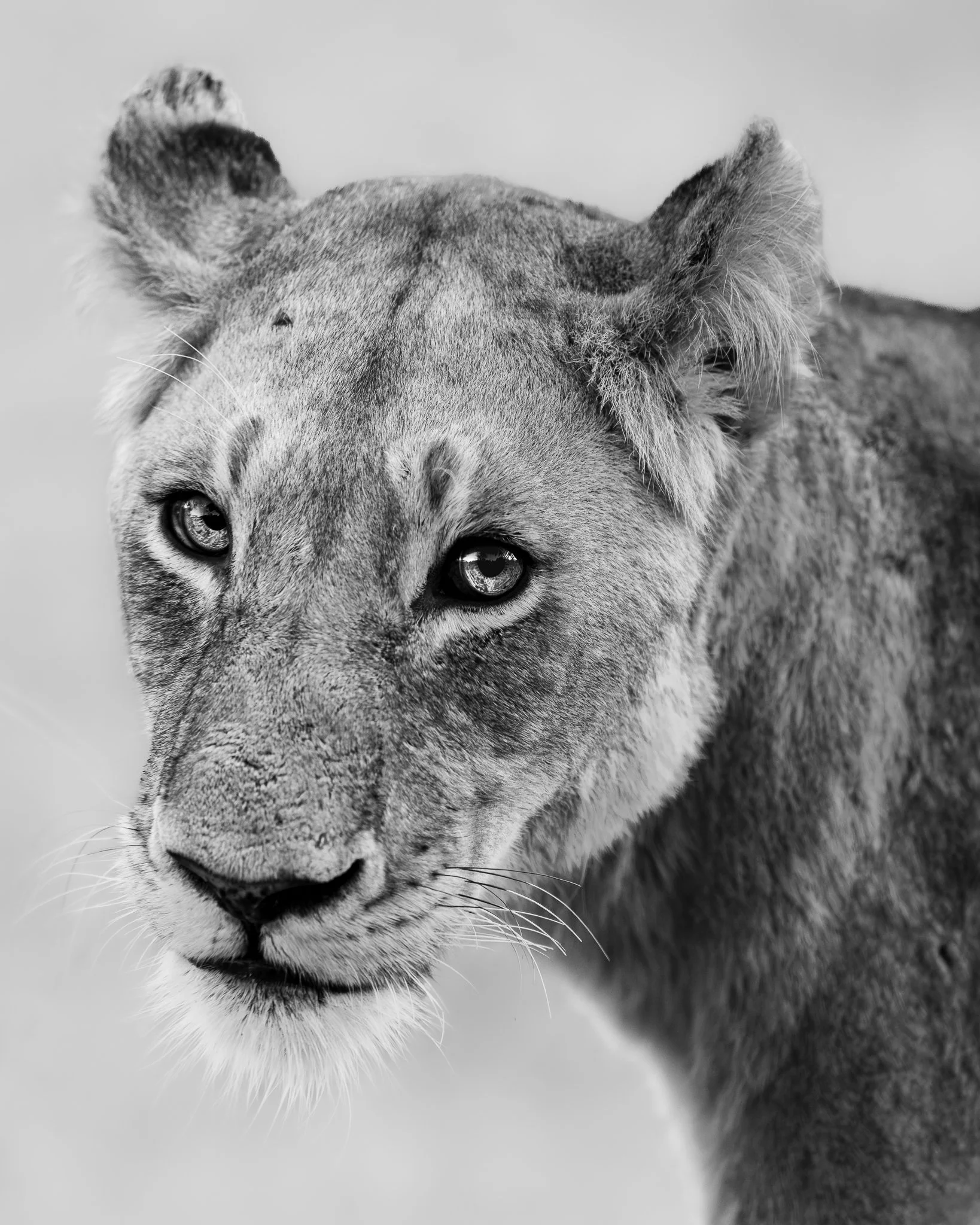 lioness Portrait 2048p 4x5.jpeg