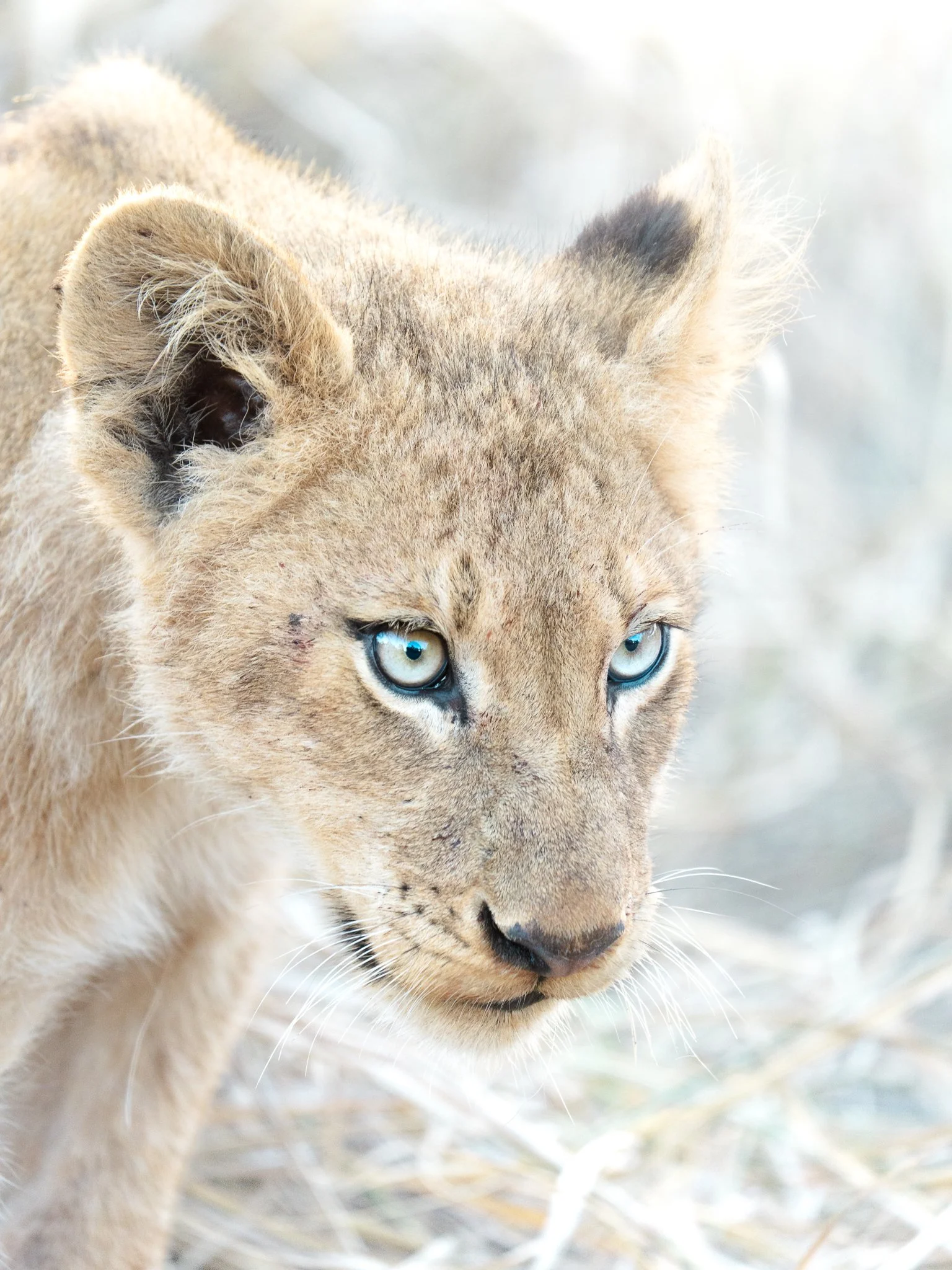 2048p baby lions-8.jpeg