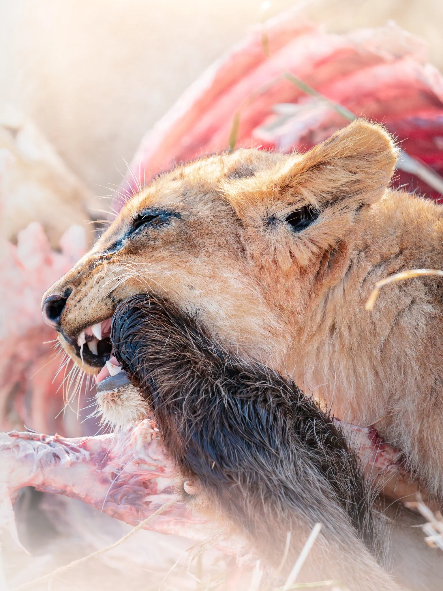 2048p baby lions-12.jpeg