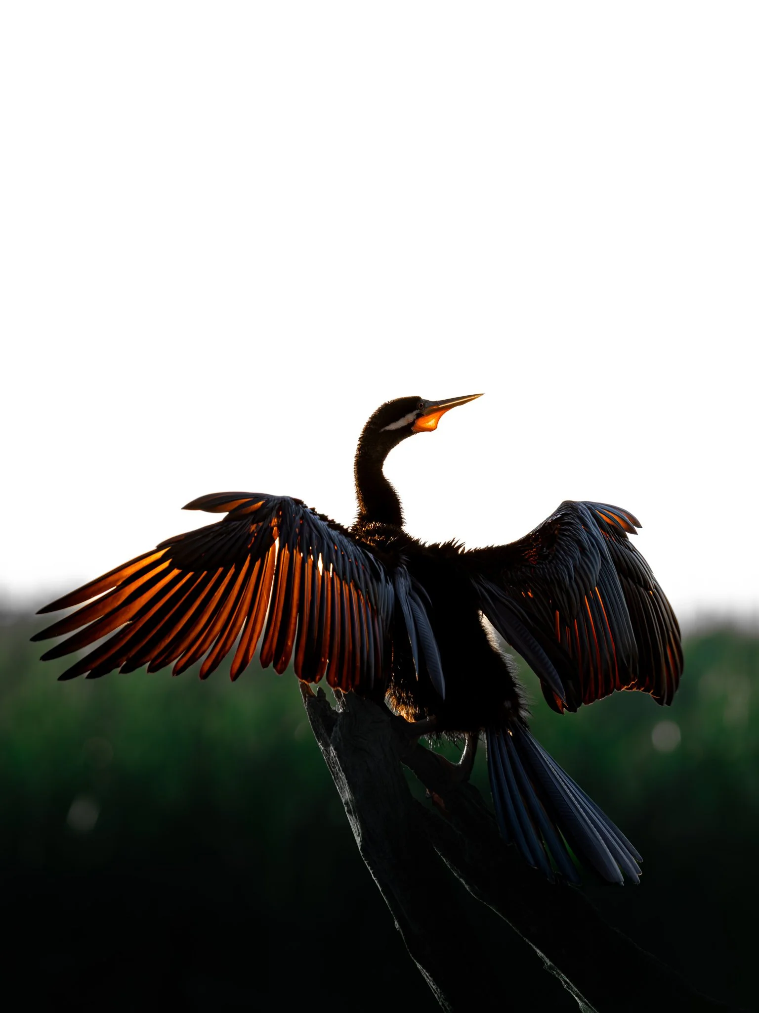 2048p Cormorant-3.jpeg