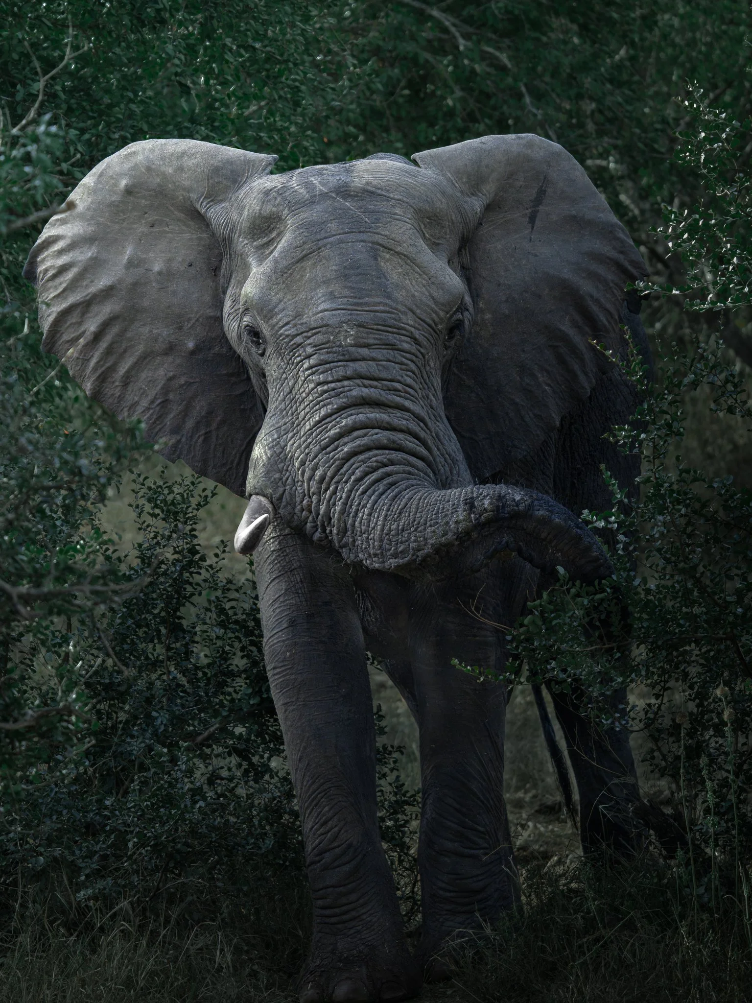 2048p Elephant_-2.jpeg