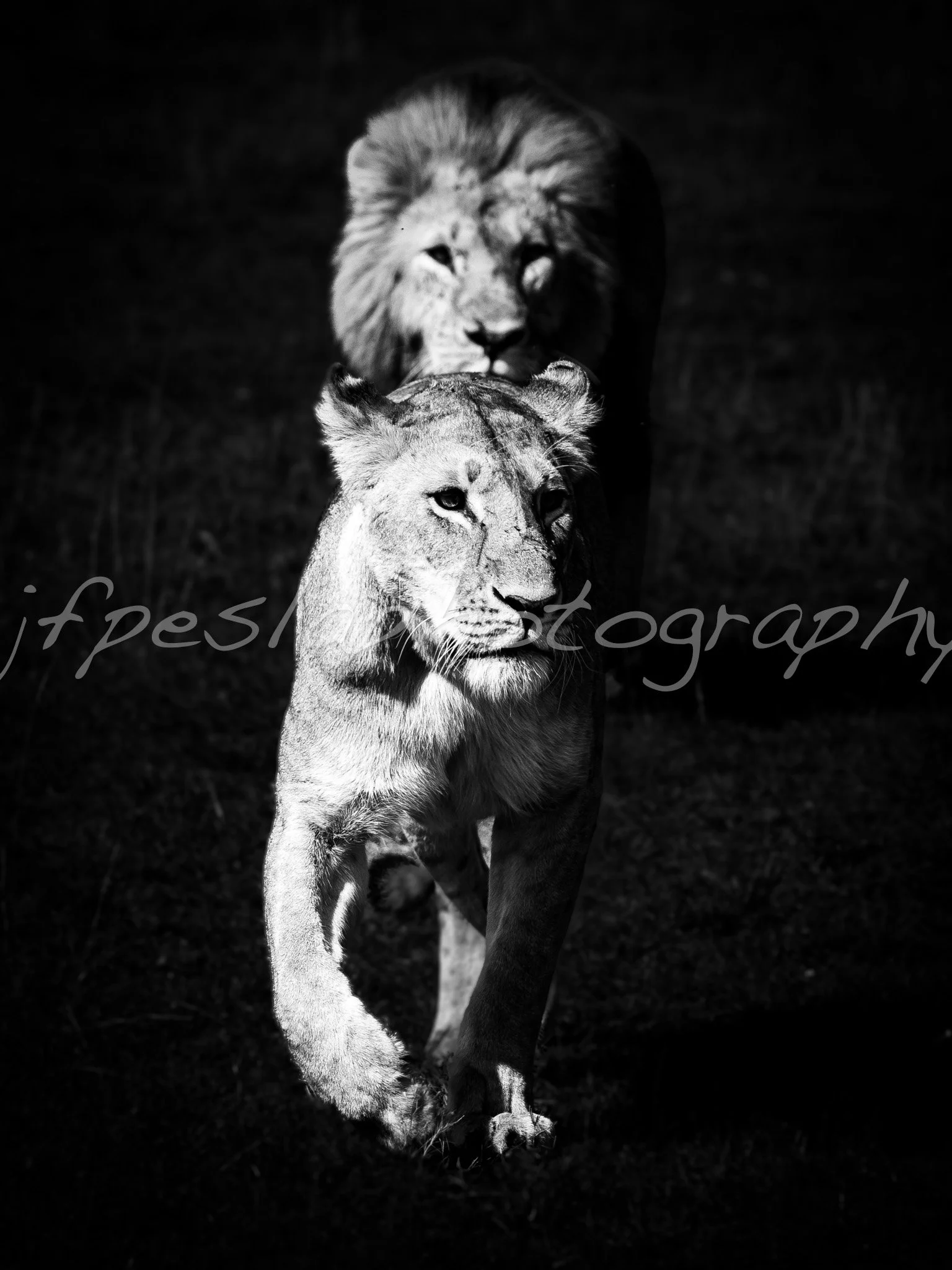 Si je t'attrape j'te mords..