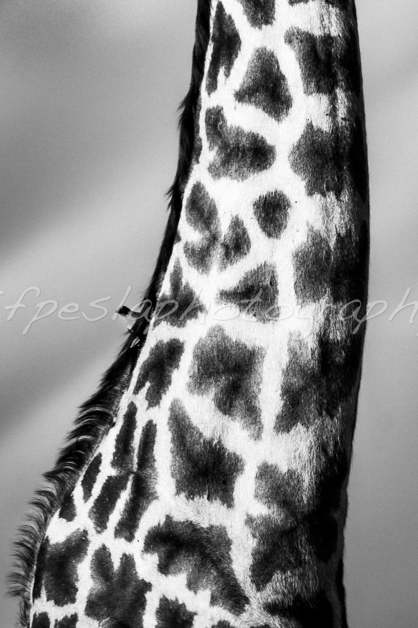 Merci beau cou, l'oiseau.