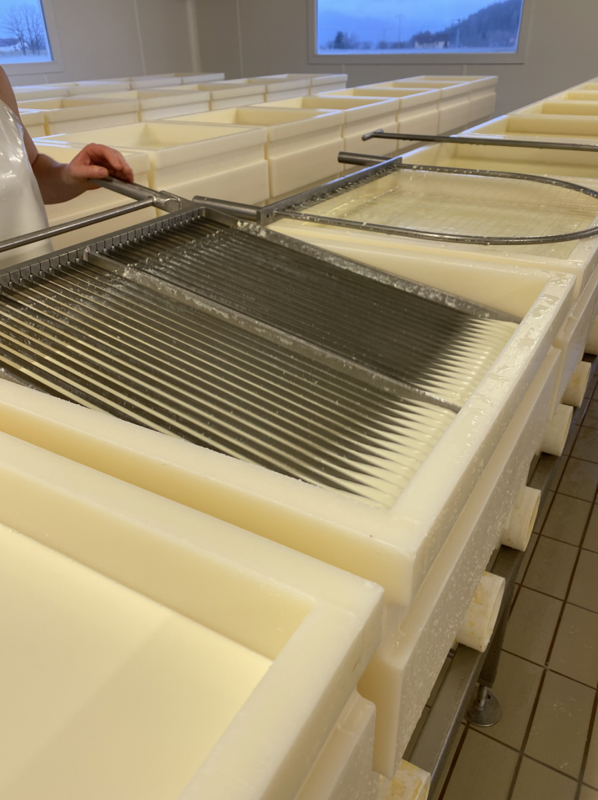 découpe du "caillé" (le lait qui a solidifié grâce à la présure) en petits grains