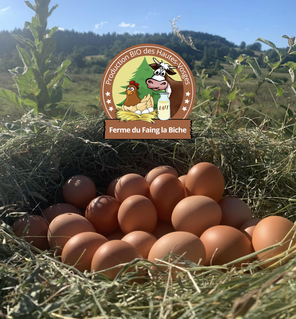 Oeufs élevés en plein air dans du foin