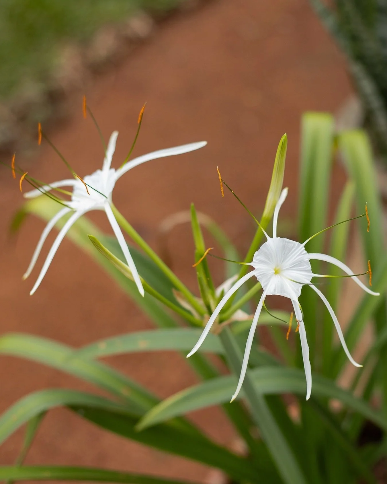 Last chance for our first roast!

We&rsquo;re in the final stretch of this test run and have about 3️⃣0️⃣ bags left. This small batch has meant so much to us &amp; we&rsquo;d love to see it completely sold out!

If Adukka Coffee has been on your list