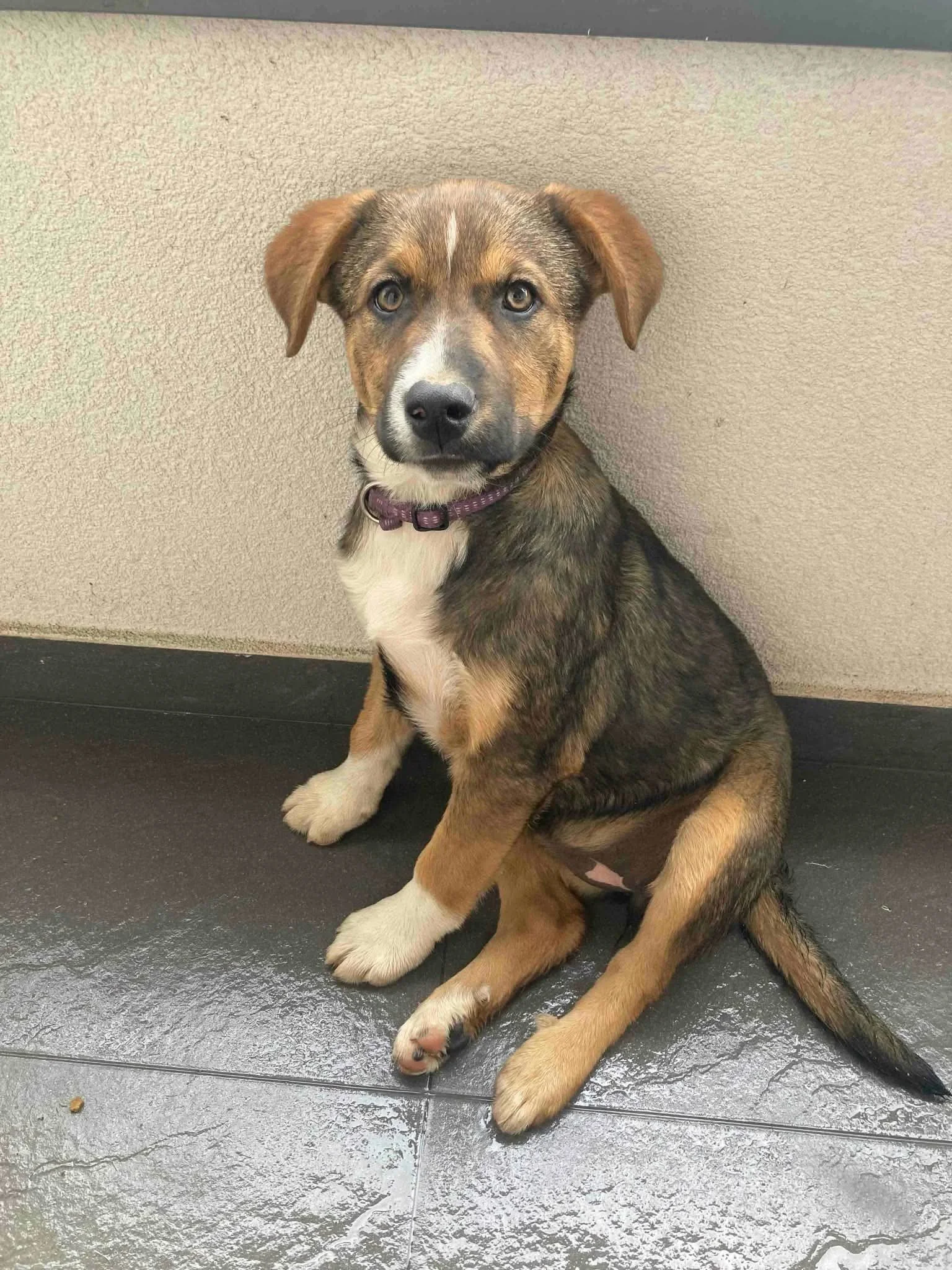 Millie - reserved 
