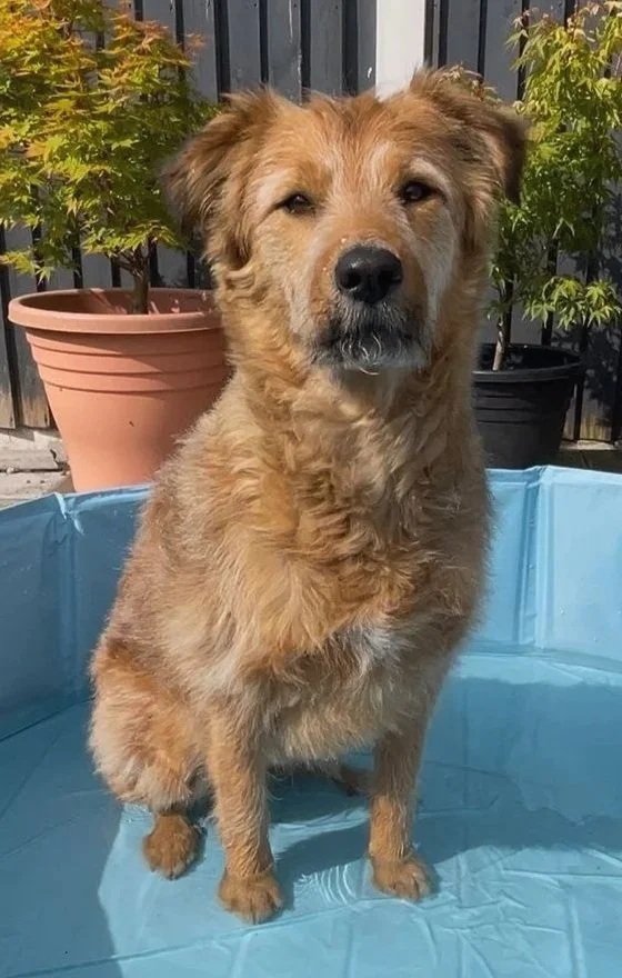 Keeping your dogs safe in the heat