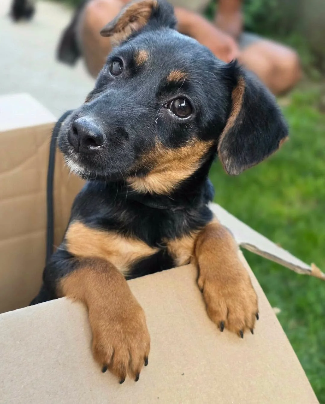 Cute black and tan puppy with floppy ears resting its front paws on a cardboard box outdoors.