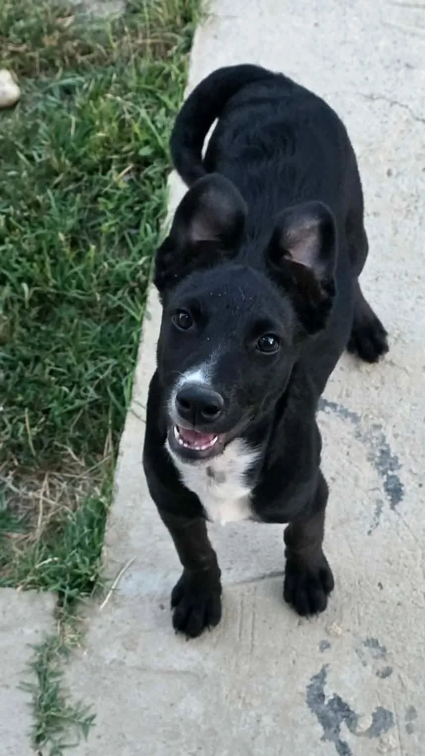 Oreo