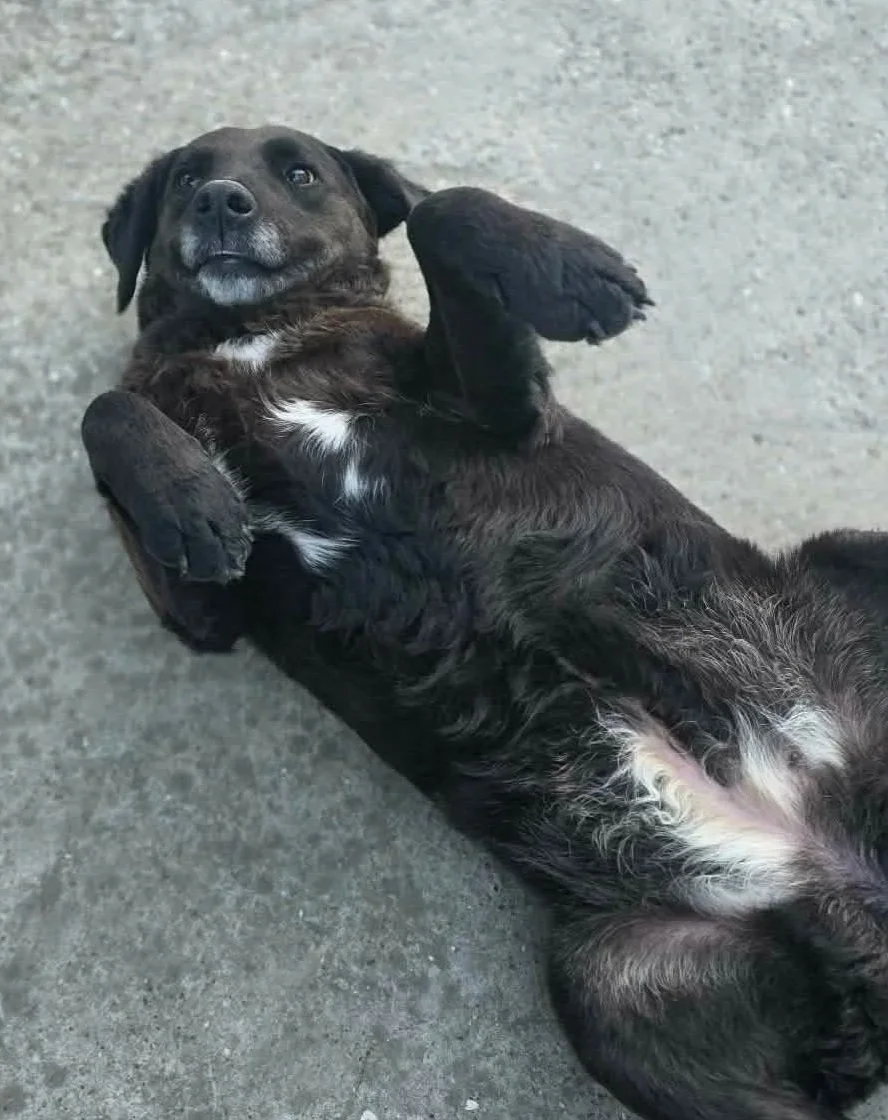 Rosie 