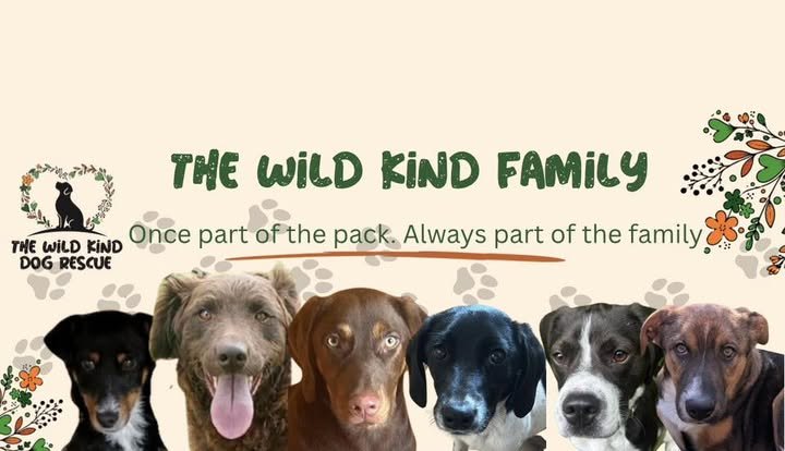An illustration promoting The Wild Kind Family, a dog rescue organization, featuring five different dogs and text that reads "Once part of the pack. Always part of the family" with floral decorations.