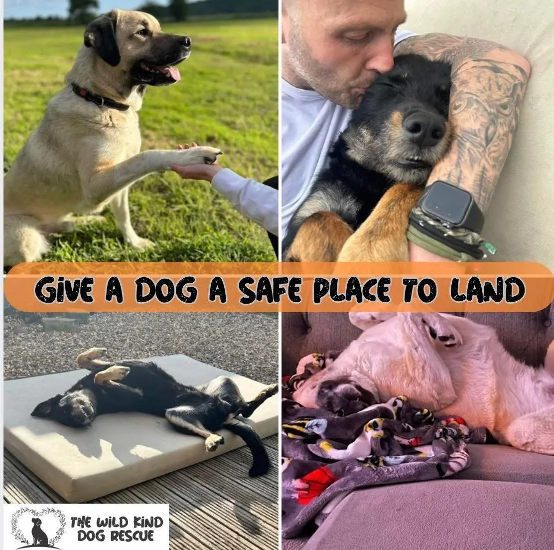 Collage of four dogs in different relaxing or joyful poses with a text overlay reading 'Give a dog a safe place to land' and a logo for The Wild Kind Dog Rescue.
