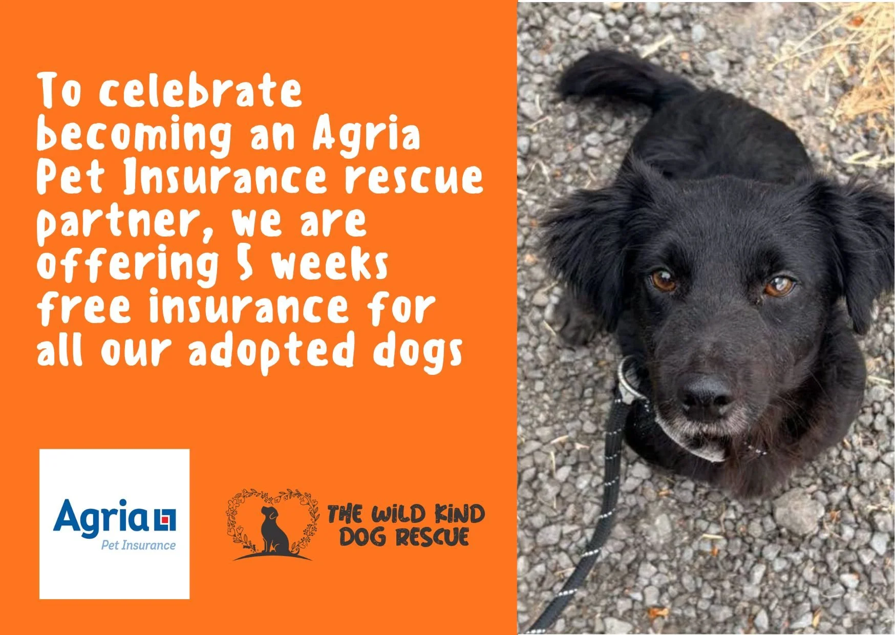 An advertisement with a black dog looking up on a gravel surface, and a section with orange background and white text promoting free pet insurance for adopted dogs through Agria Pet Insurance, in partnership with The Wild Kind Dog Rescue.