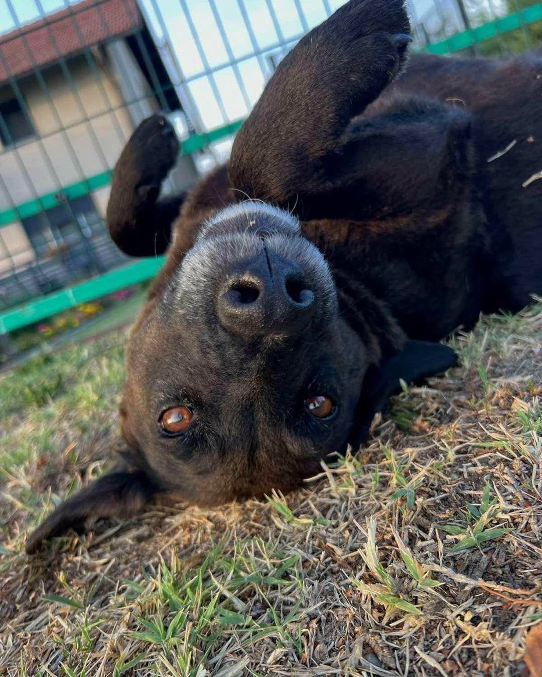 A black dog lying on its back on the grass inside a fenced area, looking up at the camera with its head upside down.