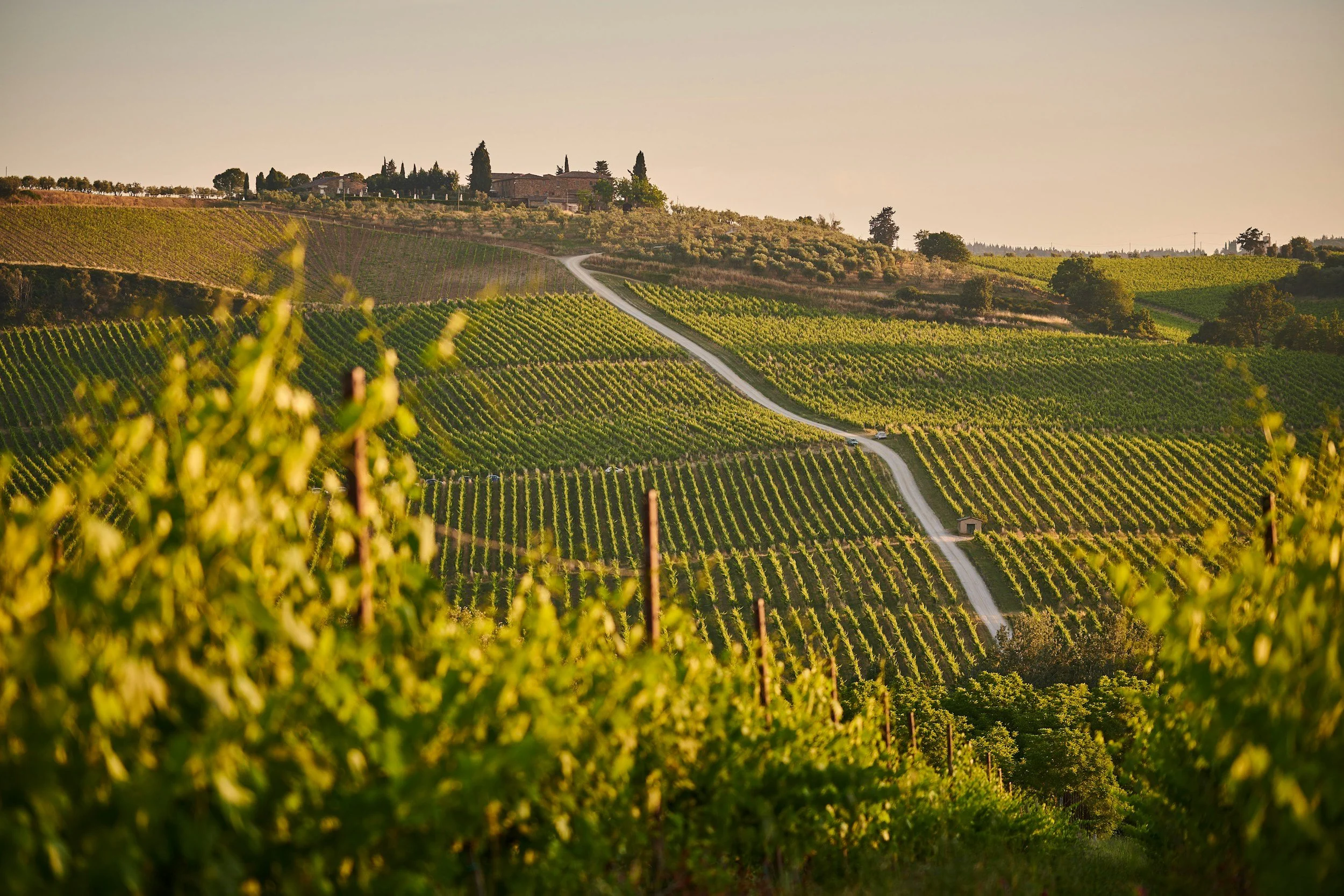 Vignoble vallonné avec une route serpentant à travers les rangées de vignes, maison à l'arrière-plan, sous un ciel clair au coucher du soleil.