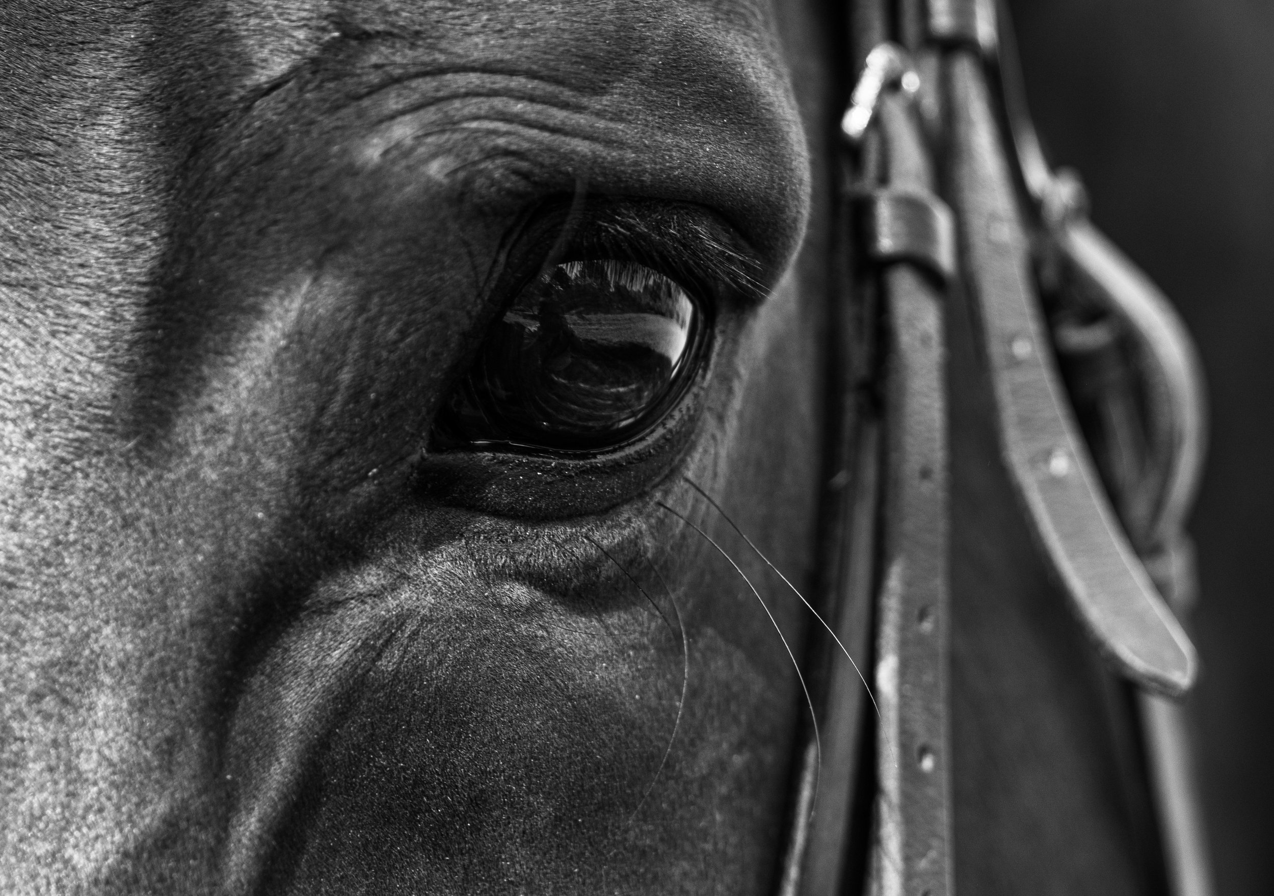 Close-up of a metallic horse's nose and mouth, showing the nostrils, lips, tendons, and part of the bridle against a dark background.