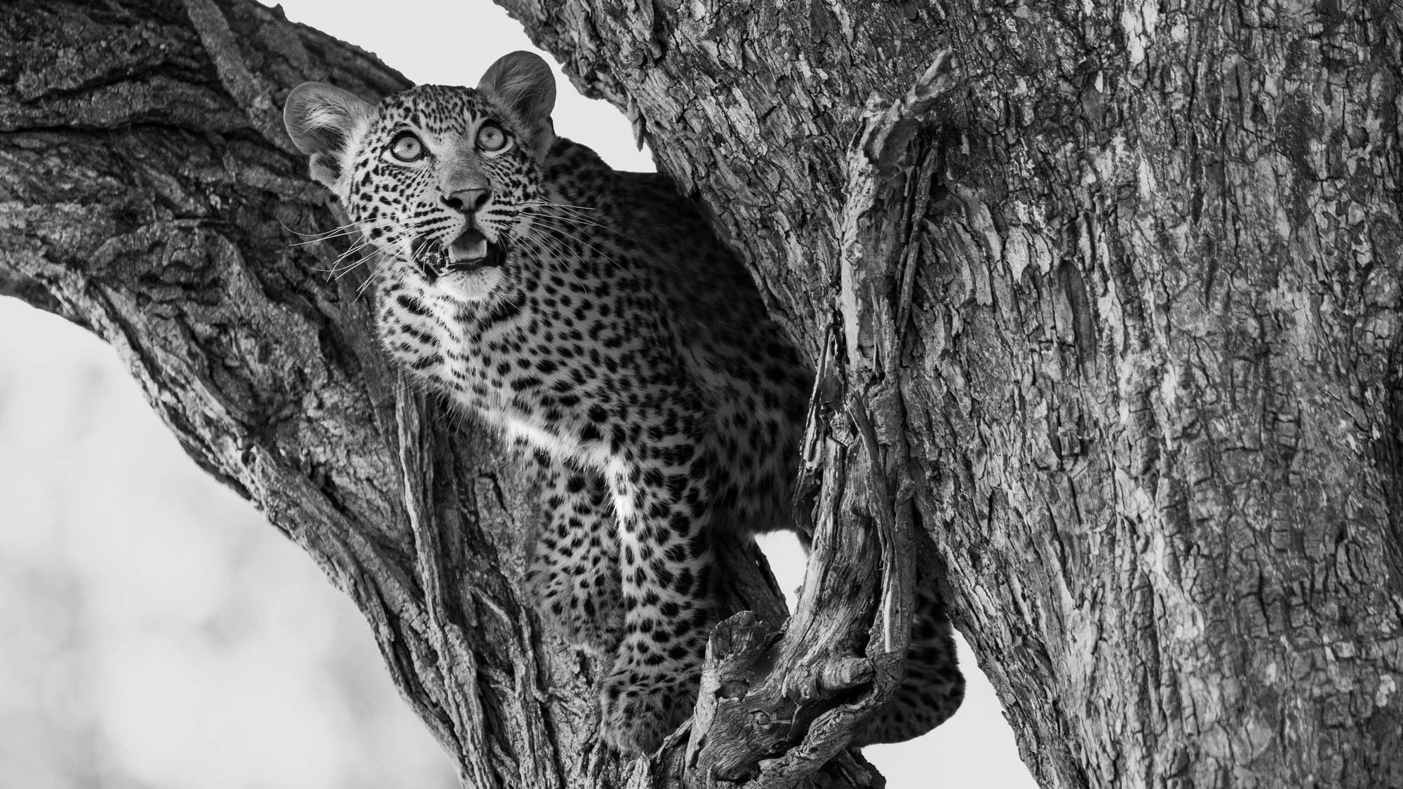 Black and white photo of a young leopard in a tree, looking upwards with its mouth slightly open.