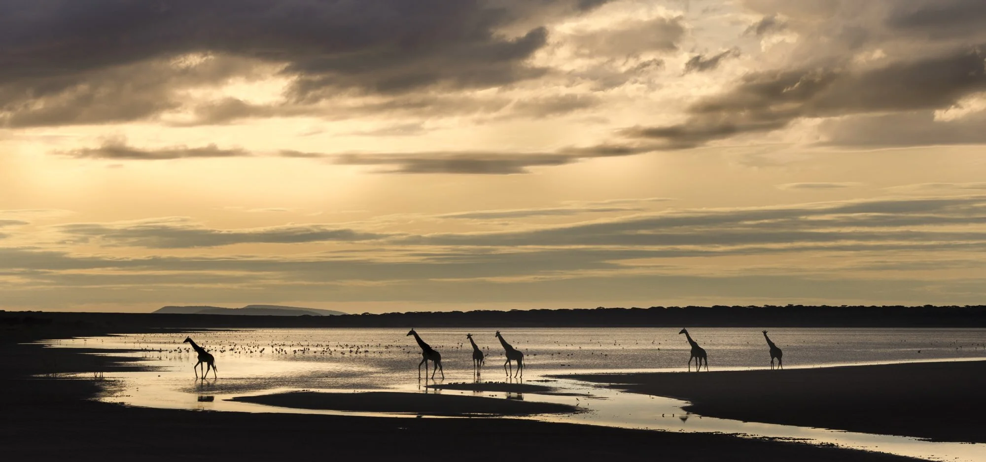 Four giraffes walking along a beach near the water at sunset, with a cloudy sky and a distant landmass in the background.