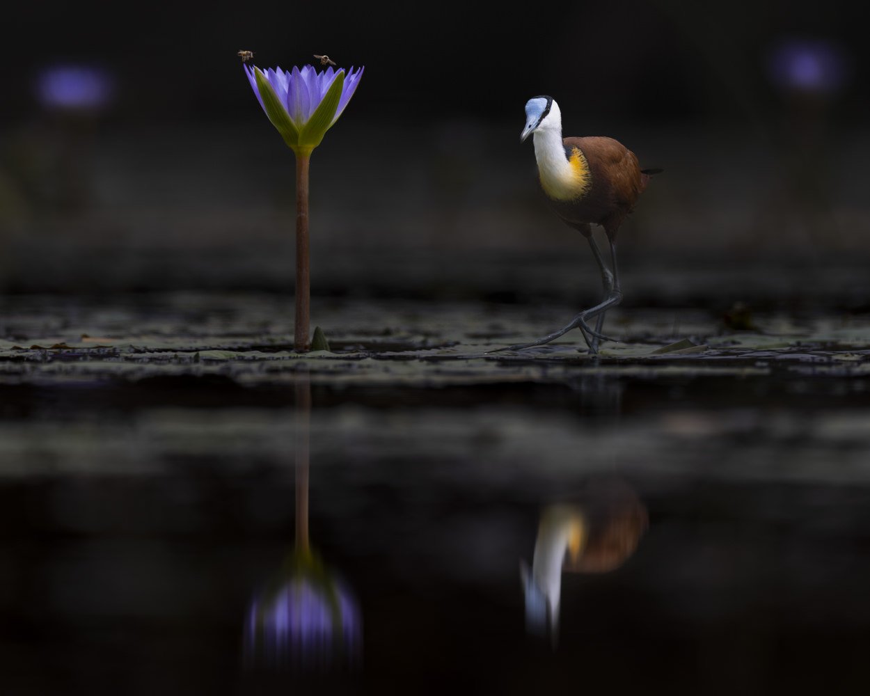 The Bird And The Bees