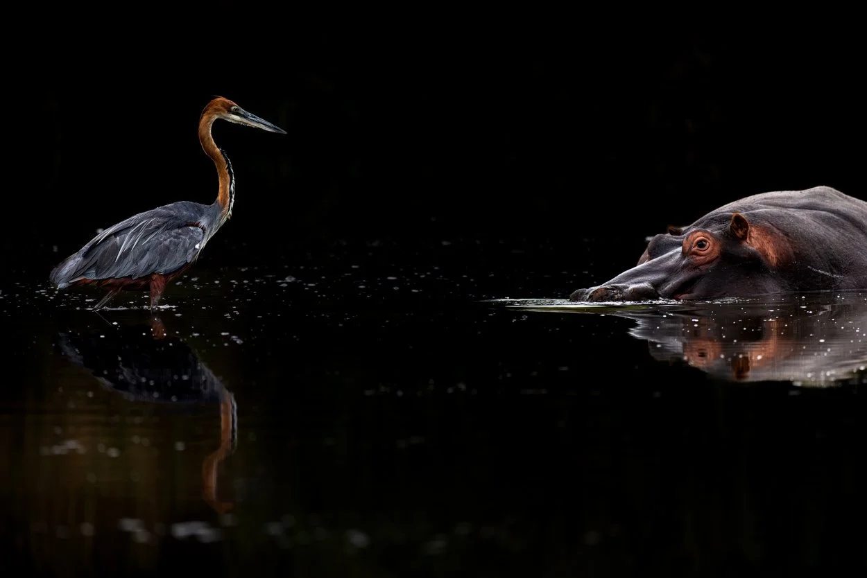 The Heron And The Hippo