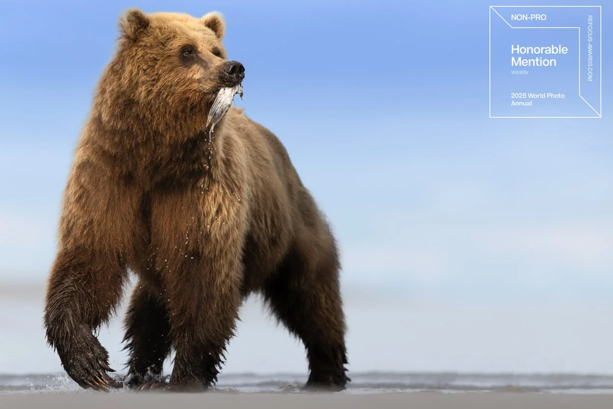 A bear standing in shallow water with a fish in its mouth against a blue sky.