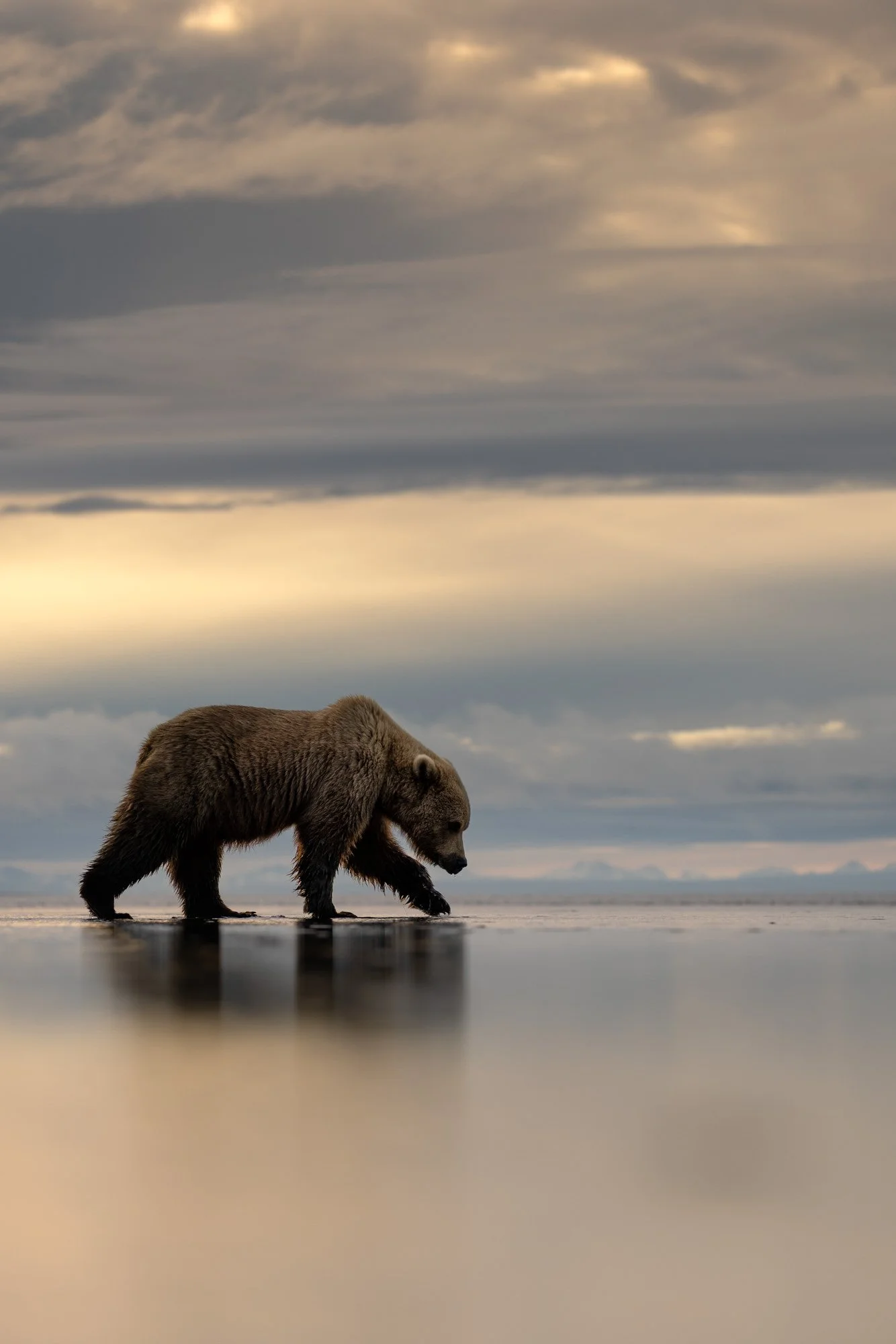 A bear walking in shallow water during a cloudy sunset.