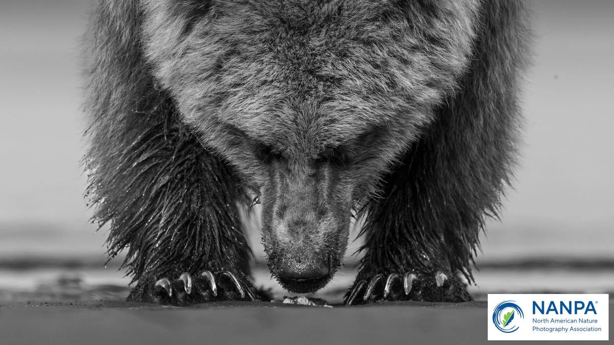 A black and white photo of a bear with its head lowered close to the ground, focusing on its face and paws.