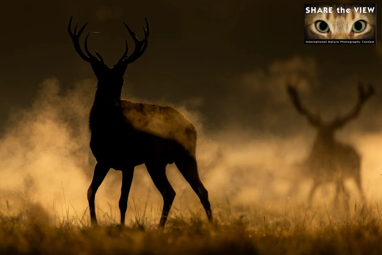 Silhouettes of two deer, one prominently in the foreground with antlers, in a foggy grassland at dusk or dawn.