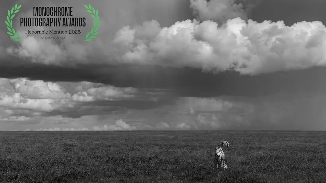 A black and white photograph of a vast open field with a single Dalmatian dog sitting in the grass. The sky is filled with large, dramatic clouds. An award badge in the top left corner indicates an honorable mention at the 2025 Monochrome Photography Awards.