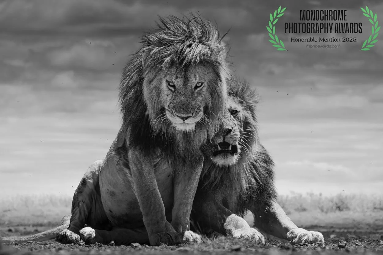 Black and white photograph of a male lion sitting on the ground with a second lion sitting behind him. The background shows an open landscape with a cloudy sky. There is a green laurel wreath and text indicating an award for monochrome photography, mentioning an honorable mention in 2023.