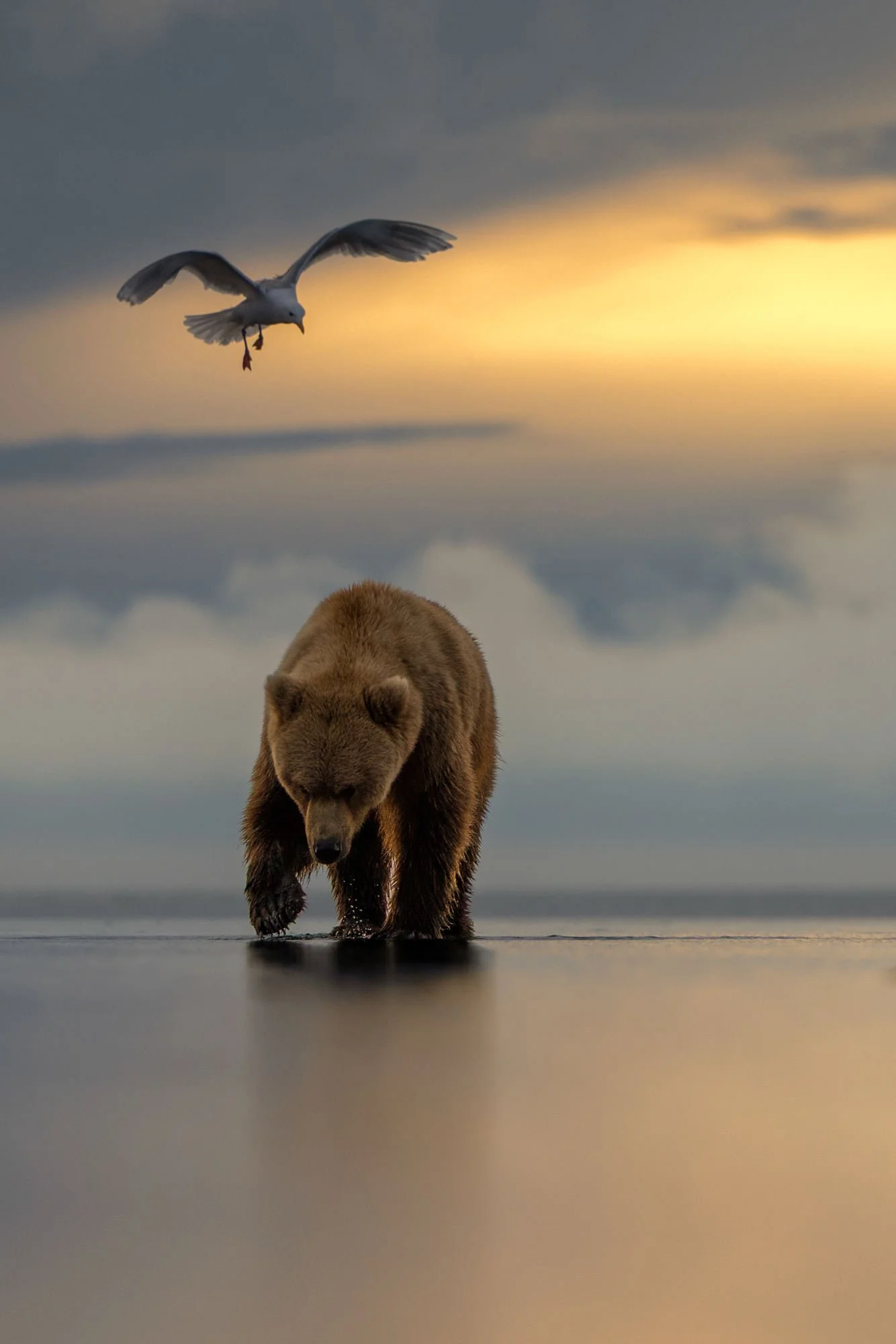 A bear walking through shallow water with a seagull flying overhead against a cloudy sky at sunset.