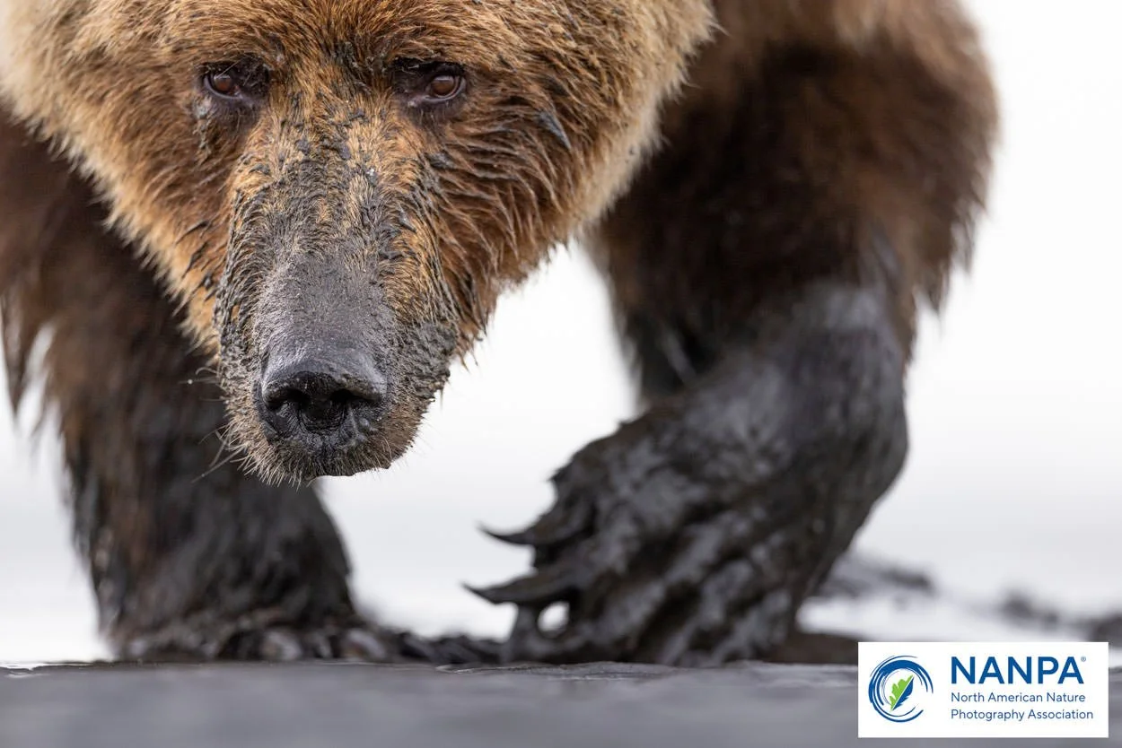 Close-up of a wet bear with its nose and paws on a surface, with a white background and a NANPA logo in the corner.