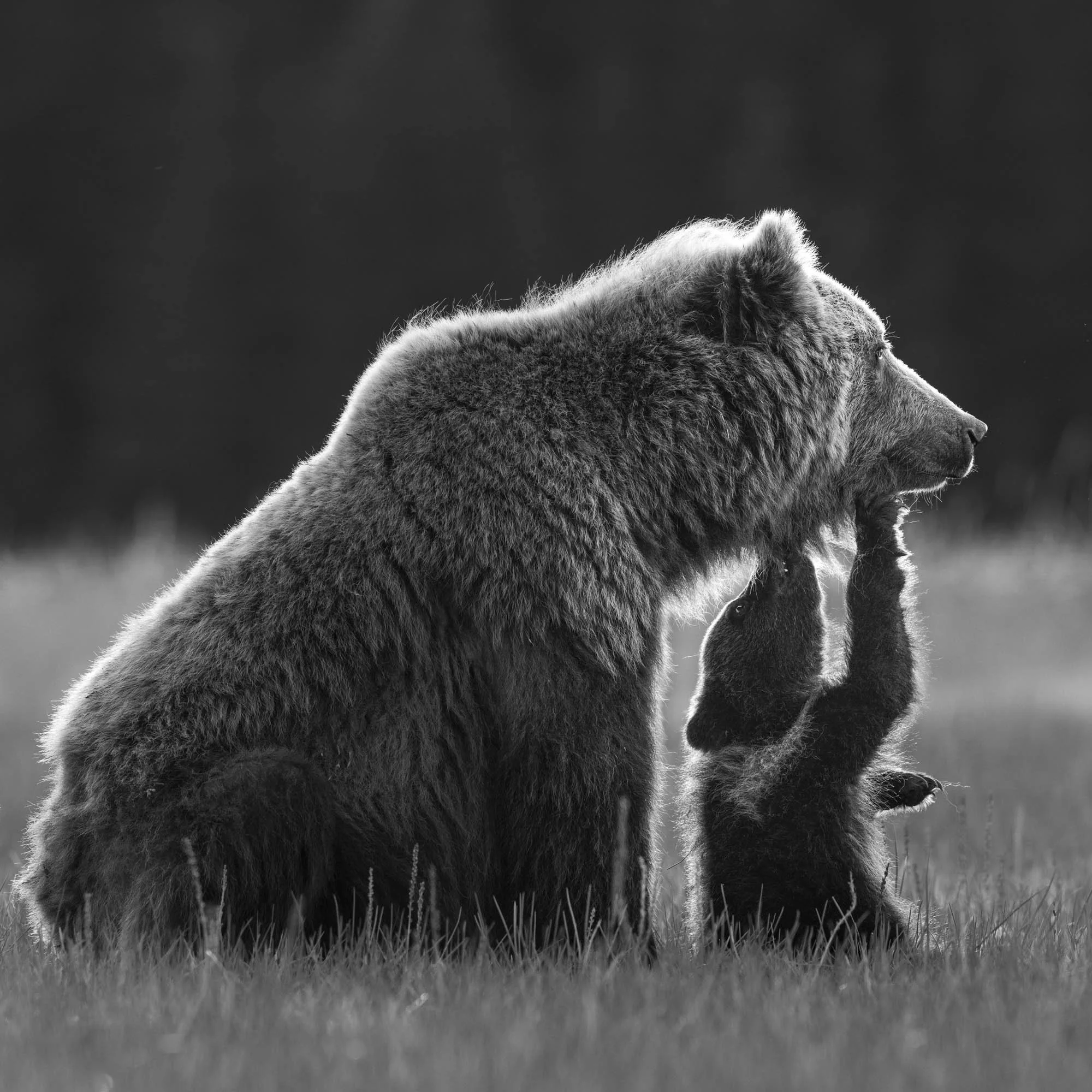 Black and white photo of a bear cub hugging and playing with a bigger bear, possibly its mother, in a grassy area.