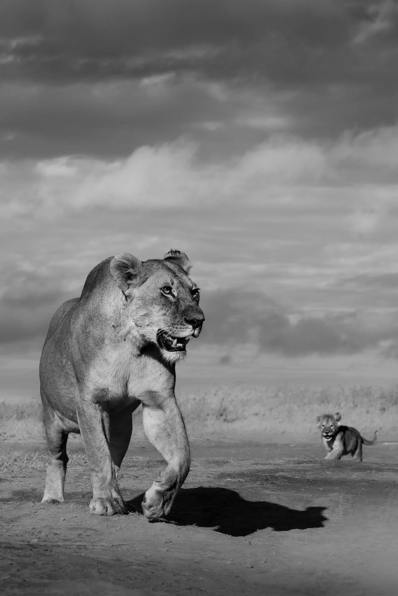 A lioness walking on the ground with a male lion in the background, under a cloudy sky, in black and white.