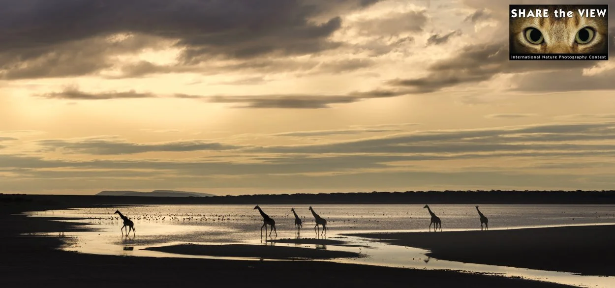 Five giraffes walking along a water's edge at sunset with cloudy sky overhead.