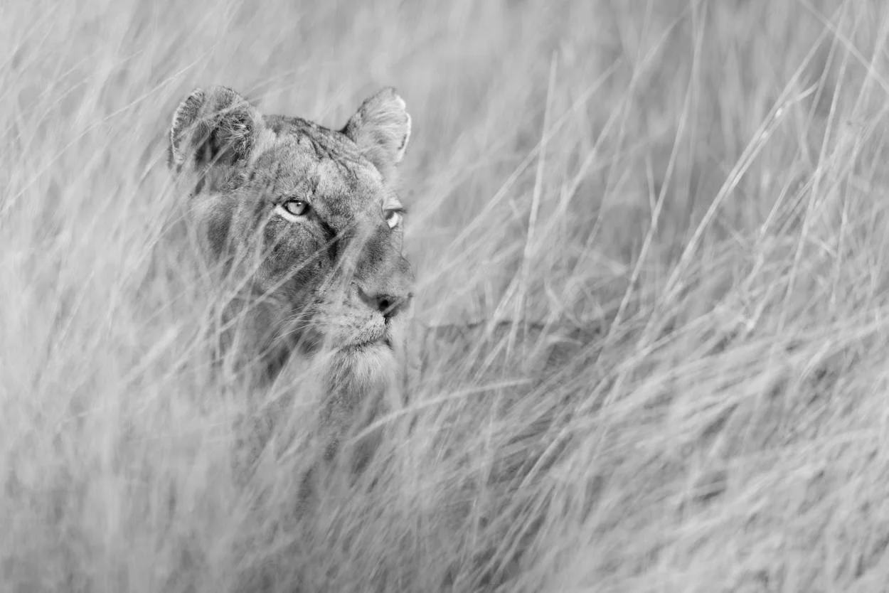 Liongrass