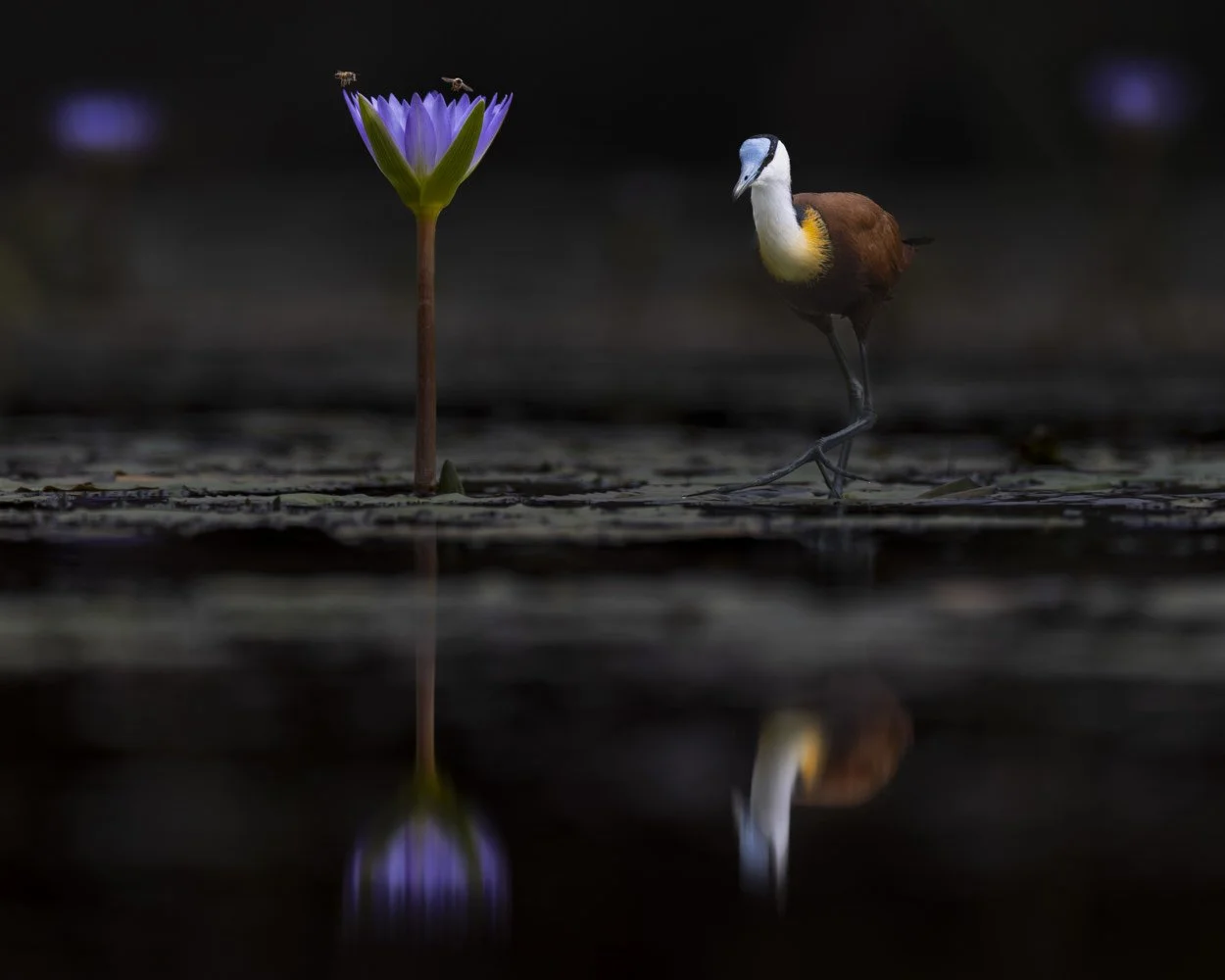 The Bird And The Bees