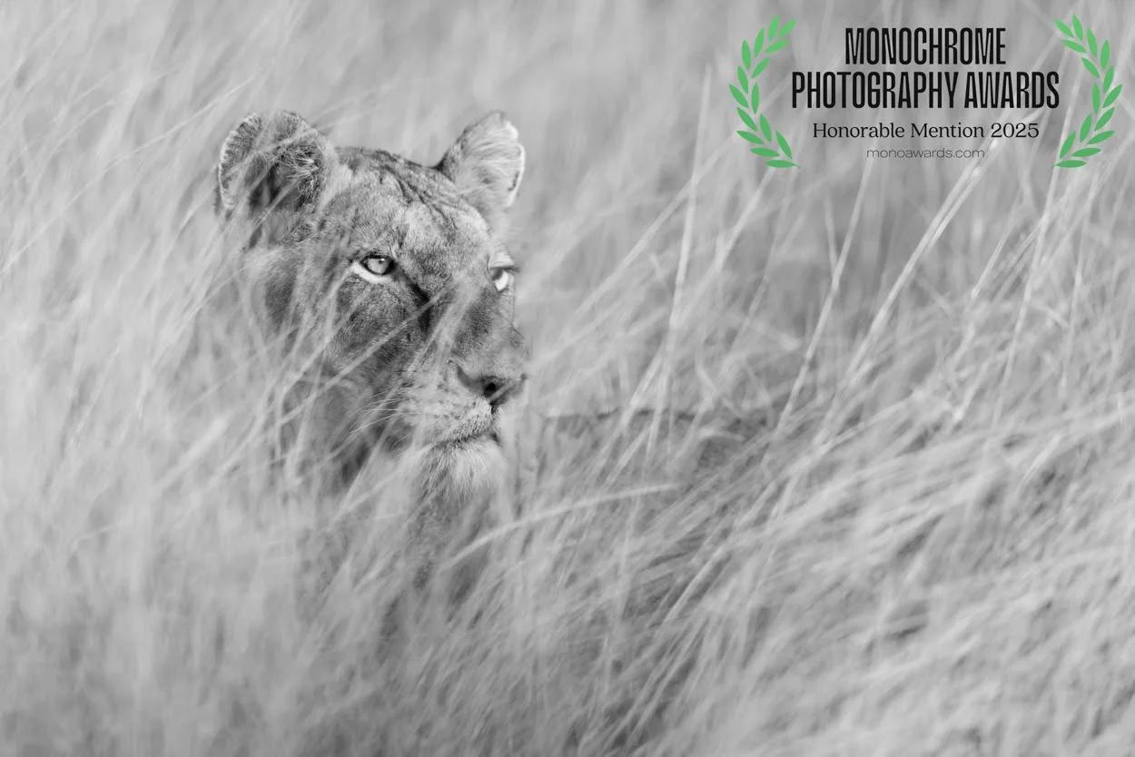 Black and white photograph of a lioness partially hidden in tall grass, looking into the distance. Monochrome Photography Awards logo and text indicating Honorable Mention 2025.
