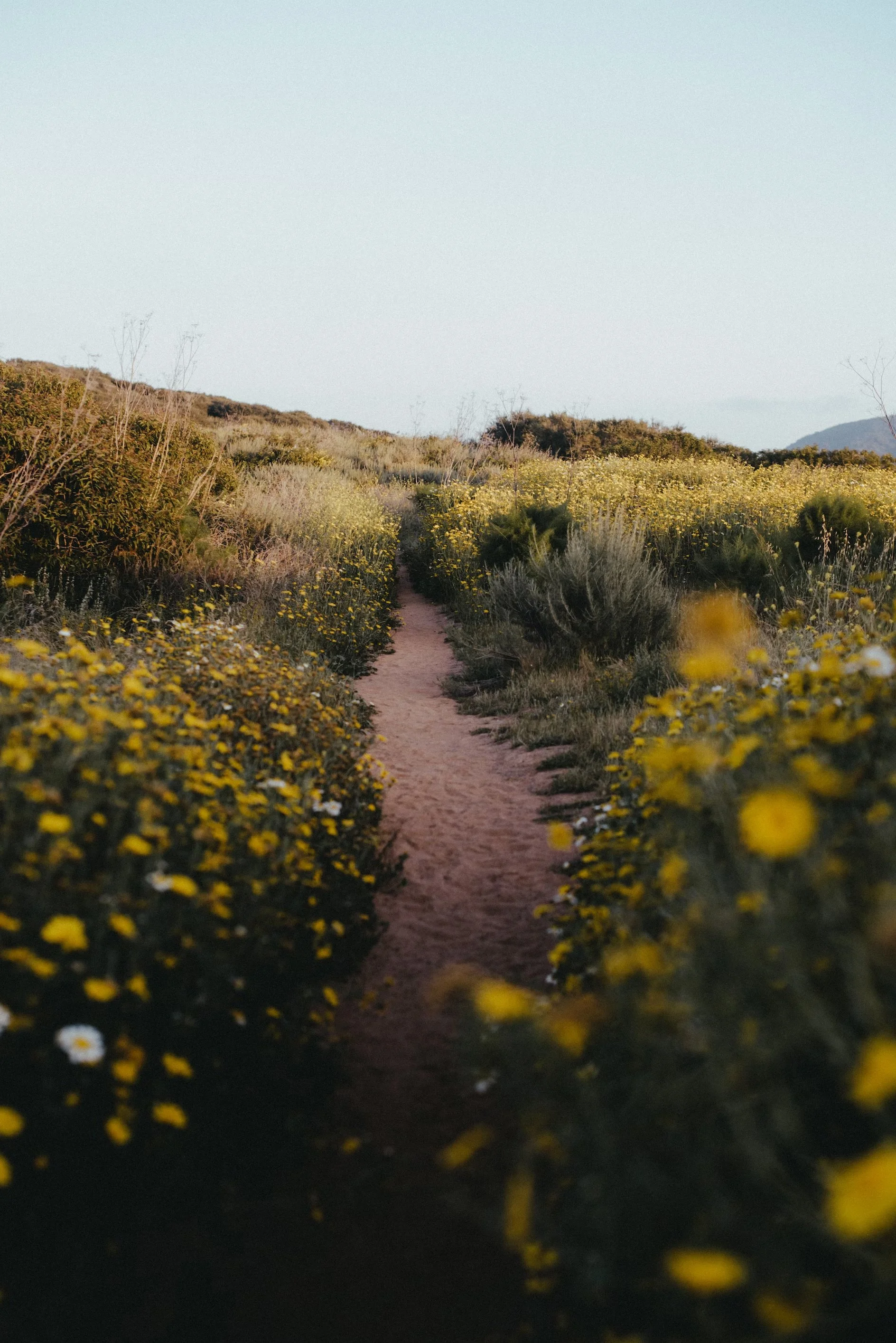 A narrow dirt trail through a field of yellow wildflowers under a clear sky.