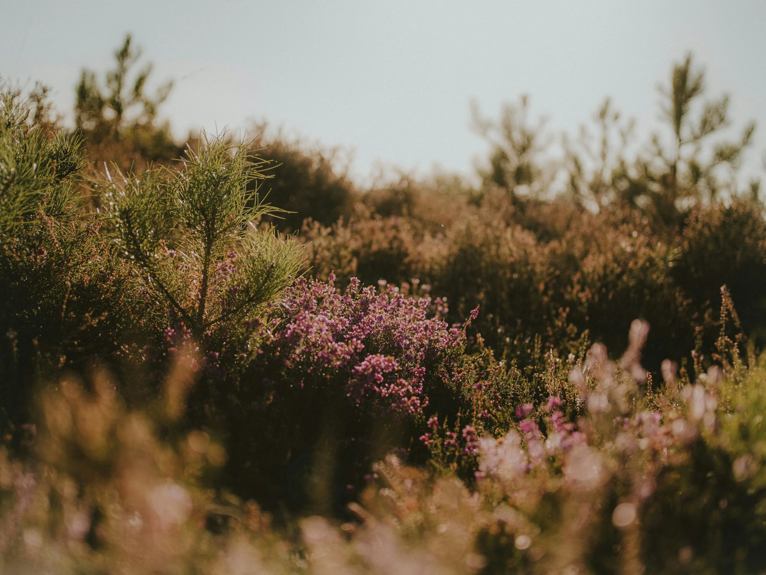 Close-up of pink and purple wildflowers and green foliage in a field during sunset.