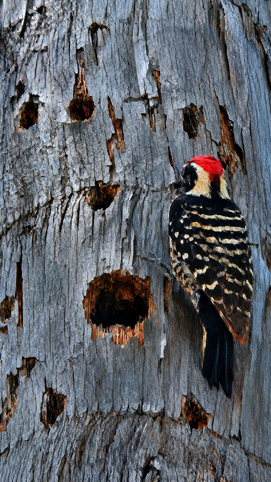Detailed wildlife portrait of a woodpecker exploring an aged tree trunk filled with natural textures and cavities