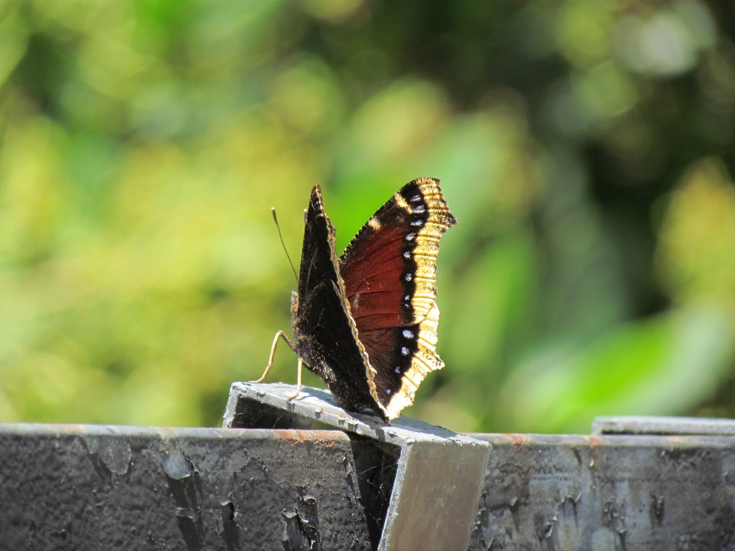 Brown and orange butterfly resting on a metal fence with green blurred background.