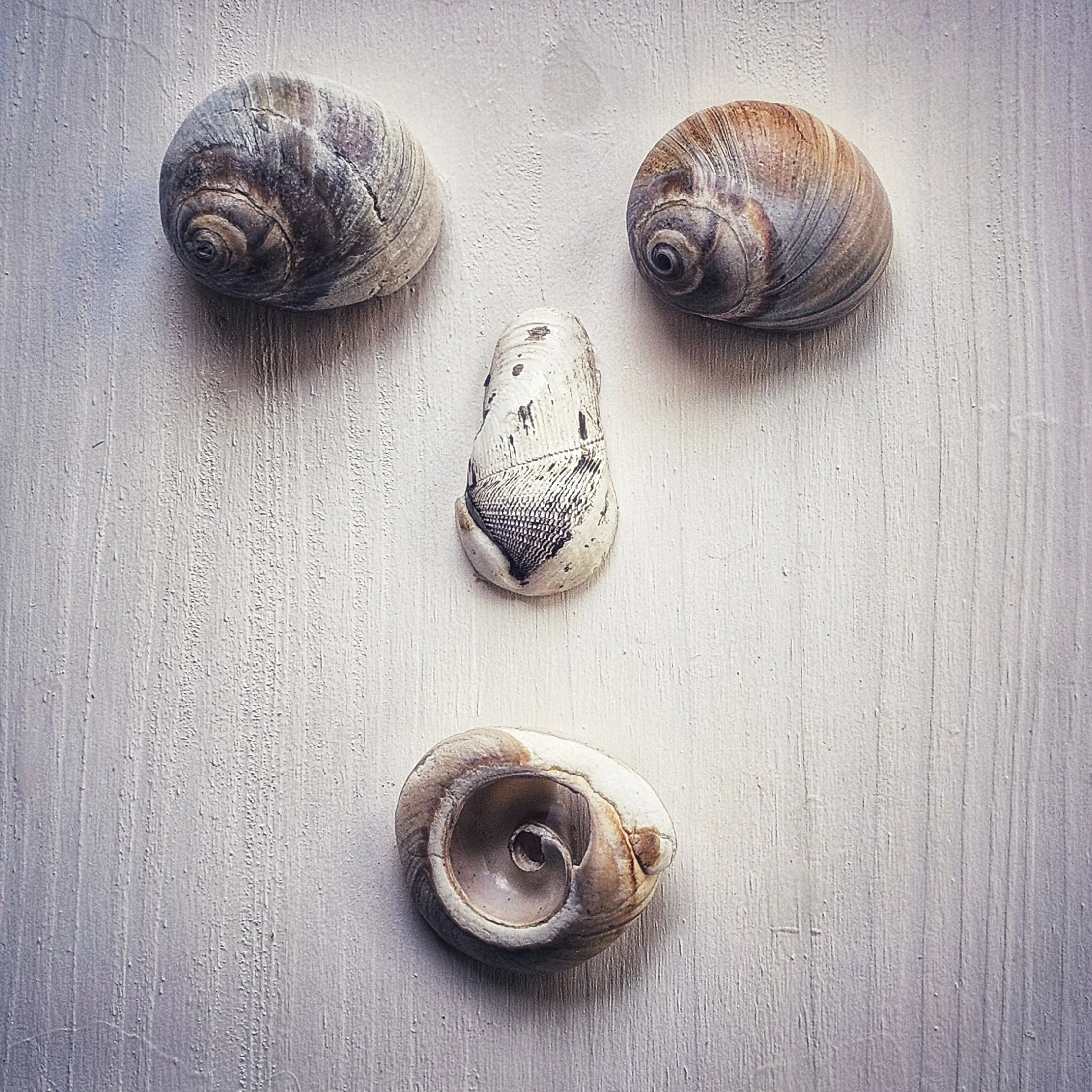 Minimalist wabi-sabi shell arrangement featuring three weathered seashells on a textured white surface, arranged in an abstract face-like composition with soft natural light and subtle shadows.