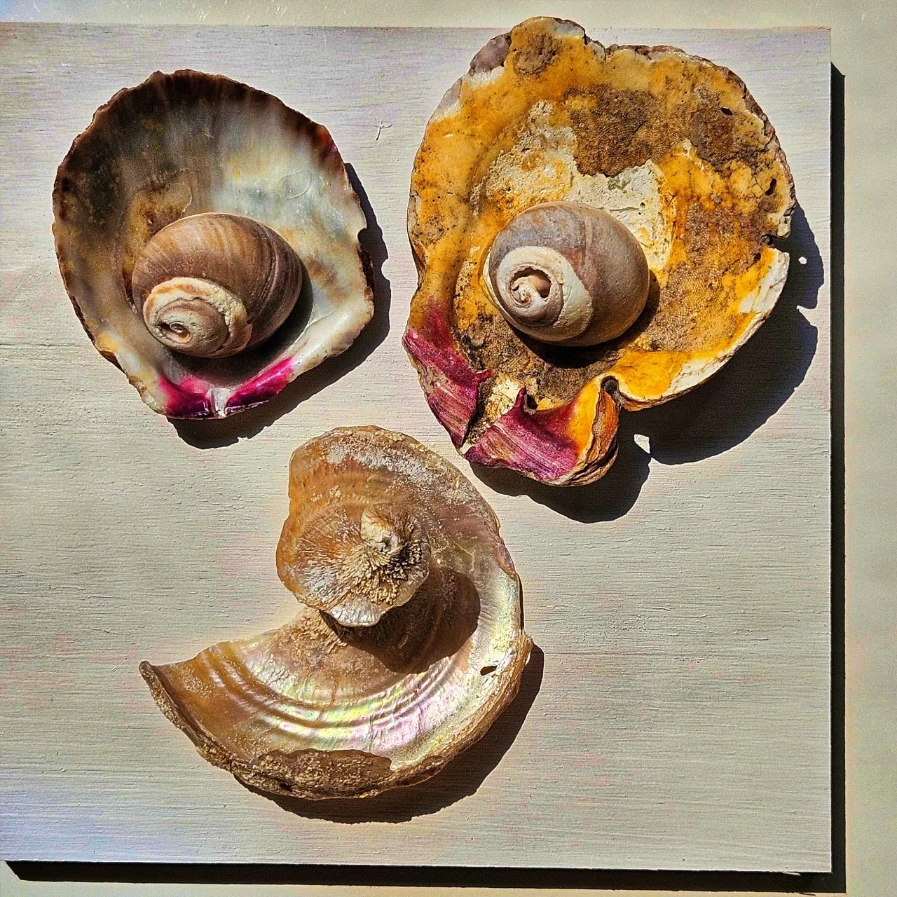 Weathered seashells arranged on a white canvas board in a minimalist Wabi-Sabi composition, featuring natural coastal textures, muted earth tones, and asymmetrical balance.