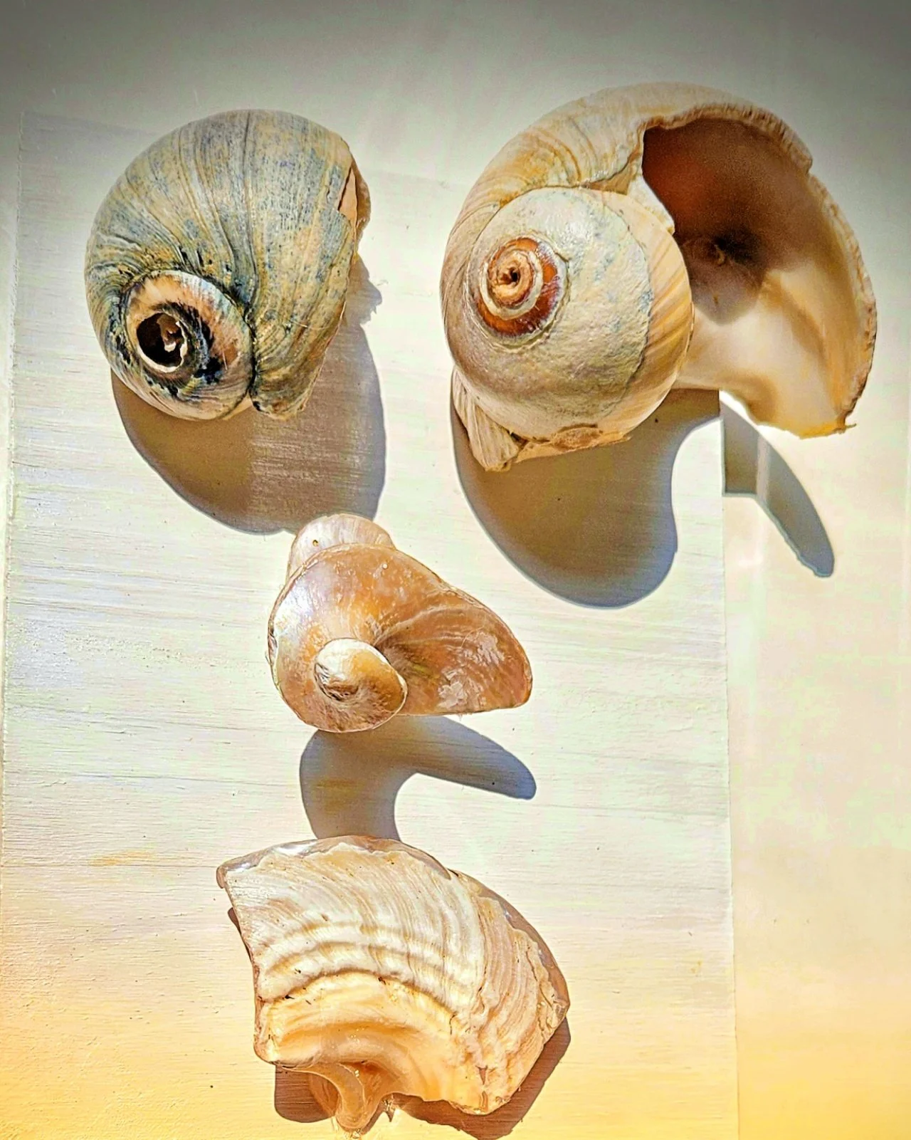 minimalist shell arrangement forming abstract face composition Wabi-Sabi aesthetic