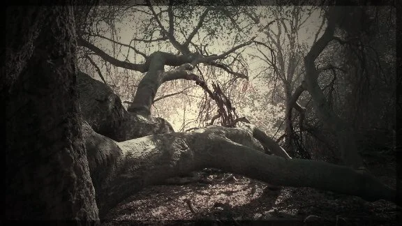 A large fallen tree in a forest with twisted branches and sparse foliage, shot in low light.