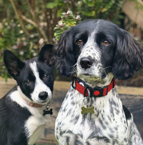 Two dogs, a black and white puppy with a collar and a larger dog with floppy ears and a red collar, outdoors in front of green foliage and flowers.